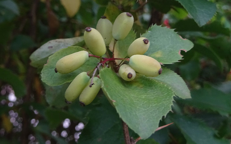 Berberis vulgaris - Berberidaceae: Crespino comune